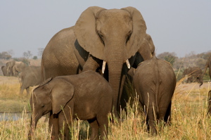 Chobe Elephants