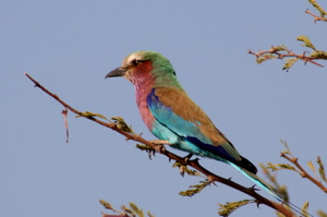 Lilac-breasted Roller