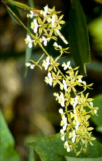 Rainforest orchid
