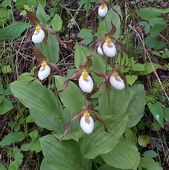 Mountain Lady's Slipper