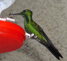 Green-crowned brilliant hummingbird