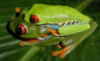 Mating treefrogs