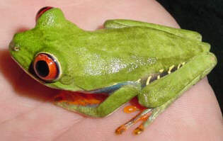Red-eyed tree frog