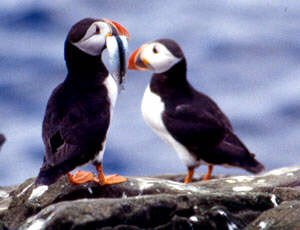 Farne Island puffins