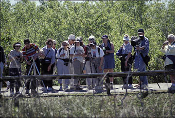 Yellow-crowned night heron