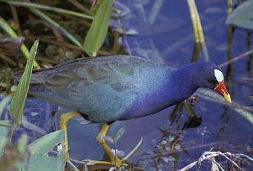 Spoonbills et al. at Ding Darling