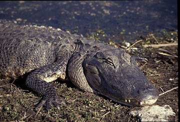 Spoonbills et al. at Ding Darling