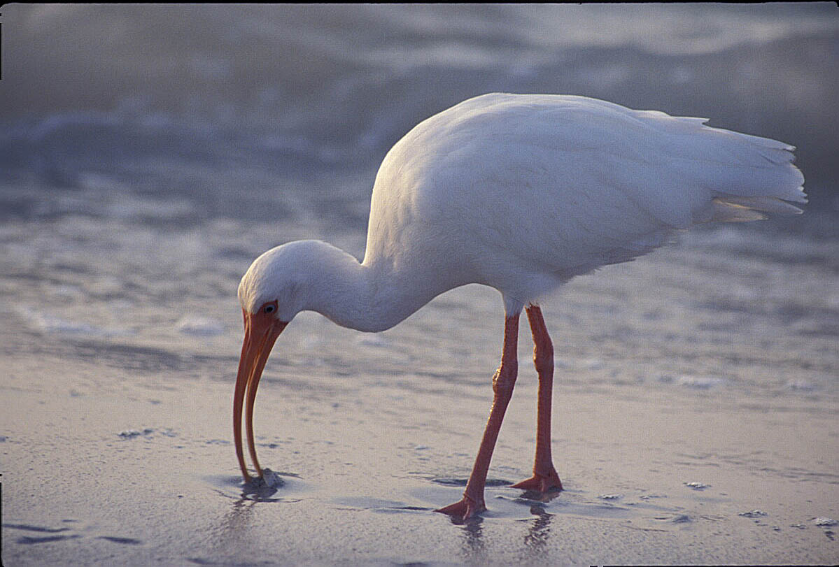 Spoonbills et al. at Ding Darling