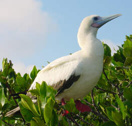 Red-footed booby