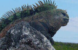 Marine Iguana