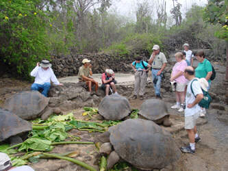 Giant tortoises at Charles Darwin Research Center