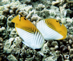 Lower Falls of the Yellowstone