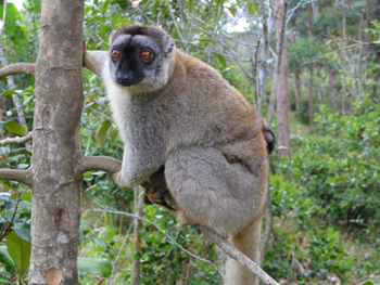 Brown Lemur & Baby