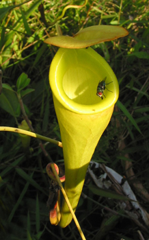 Pitcher Plant