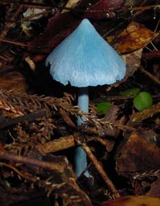 Blue entoloma