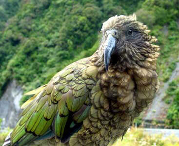 Kea - the mountain parrot
