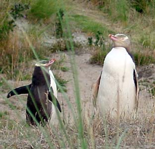 Yellow-eyed penguins