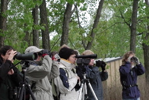 birders at Pt. Pelee