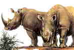 rhinos