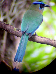 blue-crowned motmot