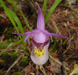 Calypso orchid